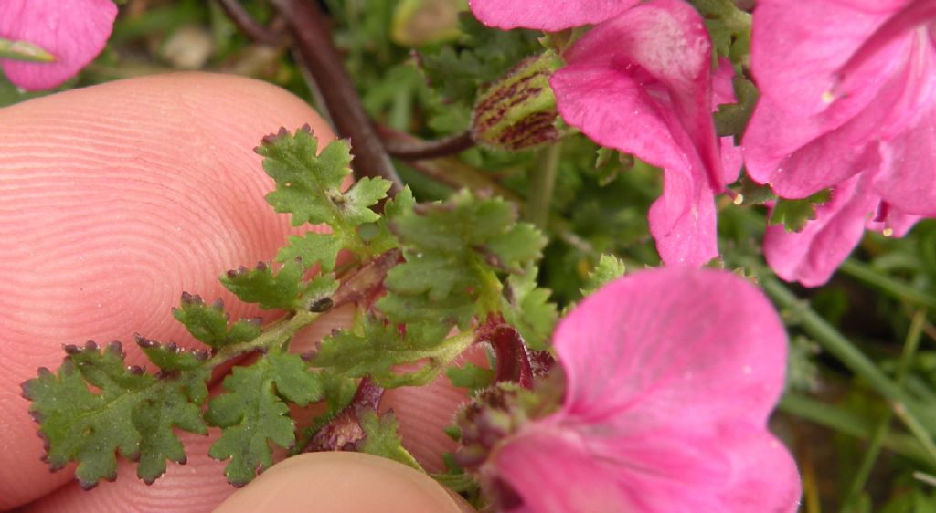 Pedicularis gyroflexa? - no, Pedicularis kerneri